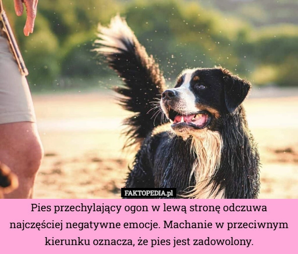 
    Pies przechylający ogon w lewą stronę odczuwa najczęściej negatywne emocje.