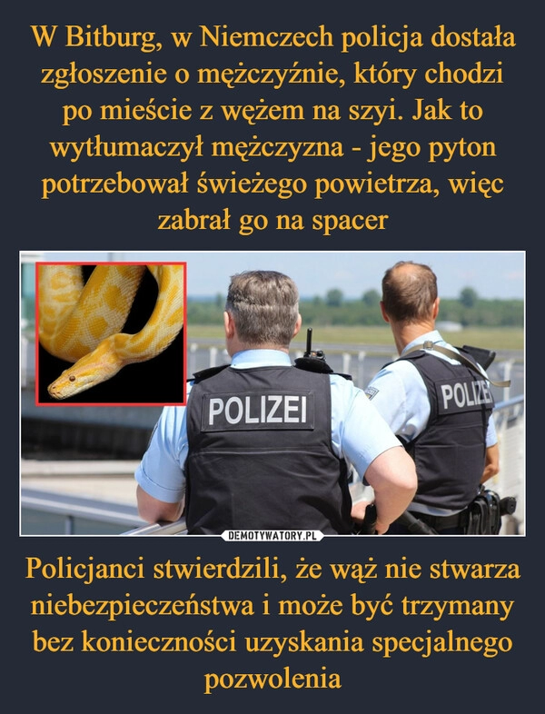 
    W Bitburg, w Niemczech policja dostała zgłoszenie o mężczyźnie, który chodzi po mieście z wężem na szyi. Jak to wytłumaczył mężczyzna - jego pyton potrzebował świeżego powietrza, więc zabrał go na spacer Policjanci stwierdzili, że wąż nie stwarza niebezpieczeństwa i może być trzymany bez konieczności uzyskania specjalnego pozwolenia