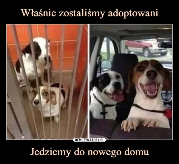 
    Właśnie zostaliśmy adoptowani Jedziemy do nowego domu