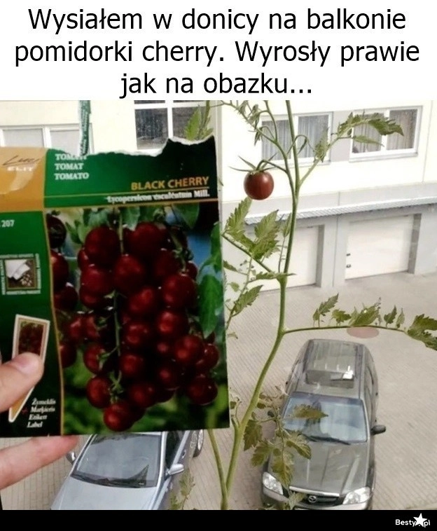 
    Jest i on - owoc ciężkiej pracy 