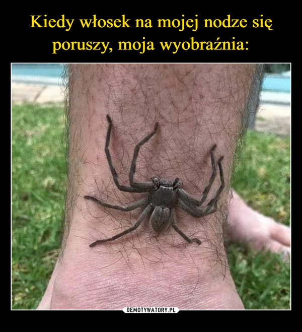 
    Kiedy włosek na mojej nodze się poruszy, moja wyobraźnia: