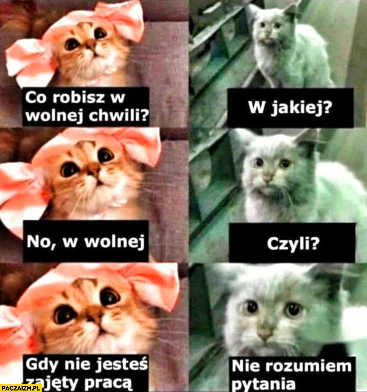 
    Kot koty co robisz w wolnej chwili? W jakiej? Wolnej, czyli gdy nie jesteś zajęty pracą. Nie rozumiem pytania
