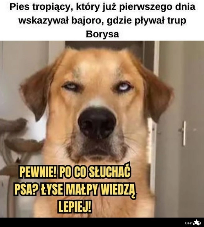 
    Pies tropiący 