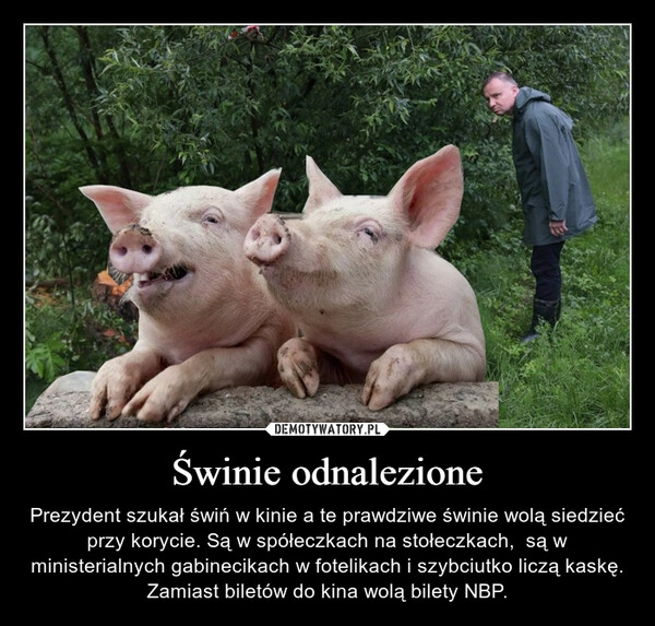 
    Świnie odnalezione