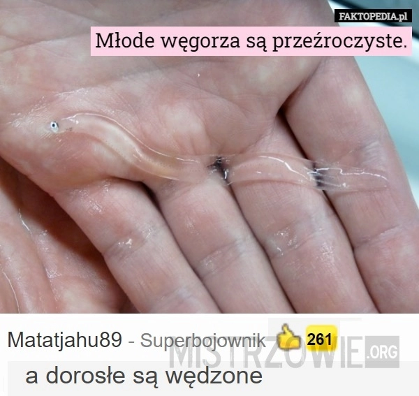 
    Węgorze