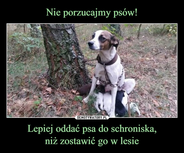 
    Nie porzucajmy psów! Lepiej oddać psa do schroniska,
niż zostawić go w lesie