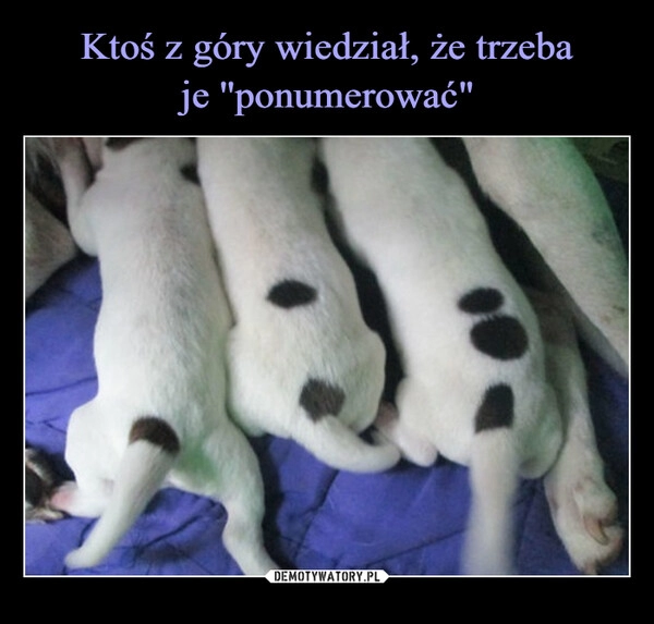 
    Ktoś z góry wiedział, że trzeba
je ''ponumerować"