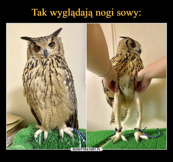 
    Tak wyglądają nogi sowy: 