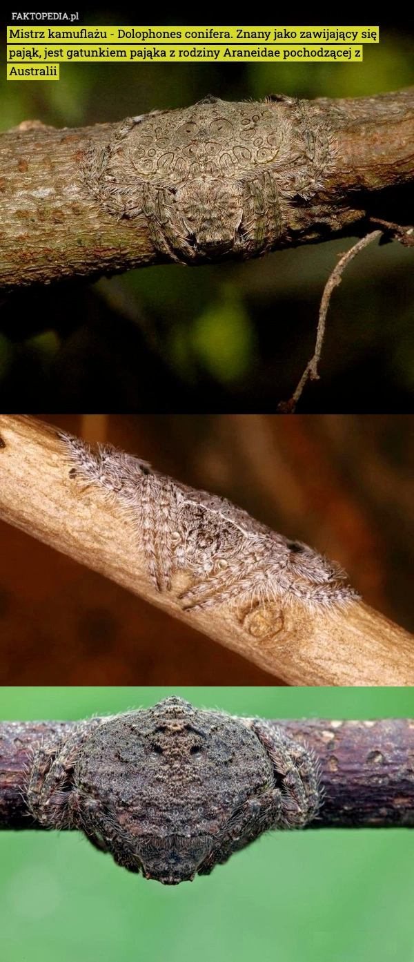 
    Mistrz kamuflażu - Dolophones conifera. Znany jako zawijający się pająk,