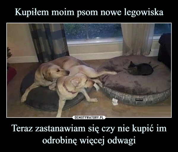 
    Kupiłem moim psom nowe legowiska Teraz zastanawiam się czy nie kupić im odrobinę więcej odwagi