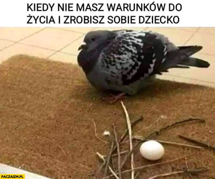 
    Ptak gołąb kiedy nie masz warunków do życia i zrobisz sobie dziecko