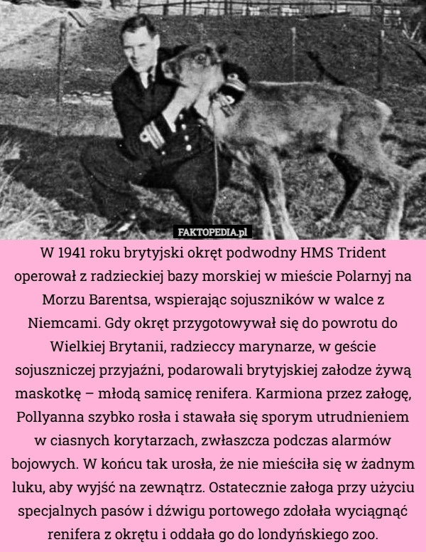 
    W 1941 roku brytyjski okręt podwodny HMS Trident operował z radzieckiej