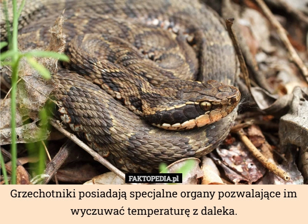 
    Grzechotniki posiadają specjalne organy pozwalające im wyczuwać temperaturę