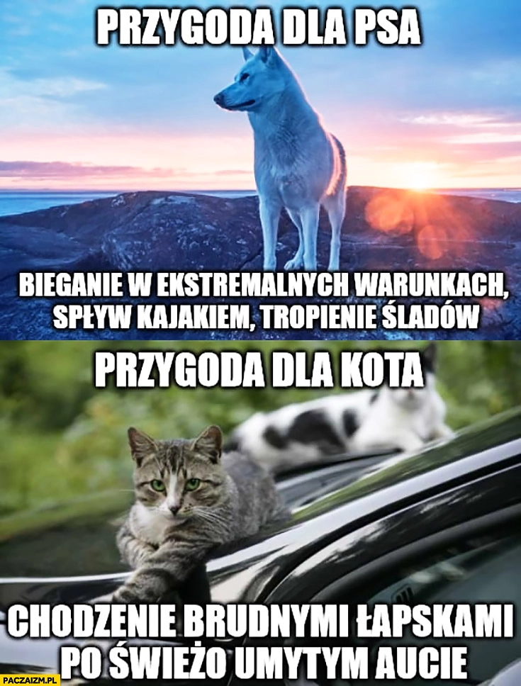 
    Przygoda dla psa vs przygoda dla kota porównanie bieganie w ekstremalnych warunkach, tropienie śladów, chodzenie brudnymi łapami po świeżo umytym aucie