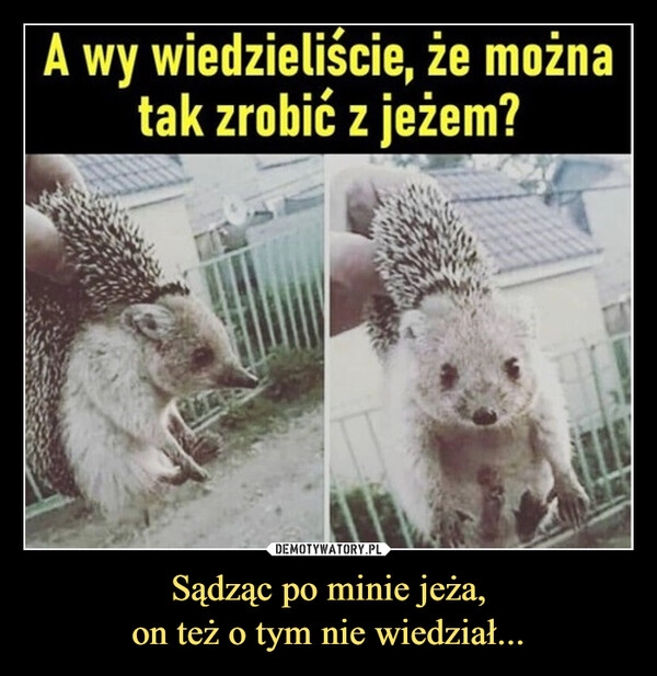 
    Sądząc po minie jeża,
on też o tym nie wiedział...