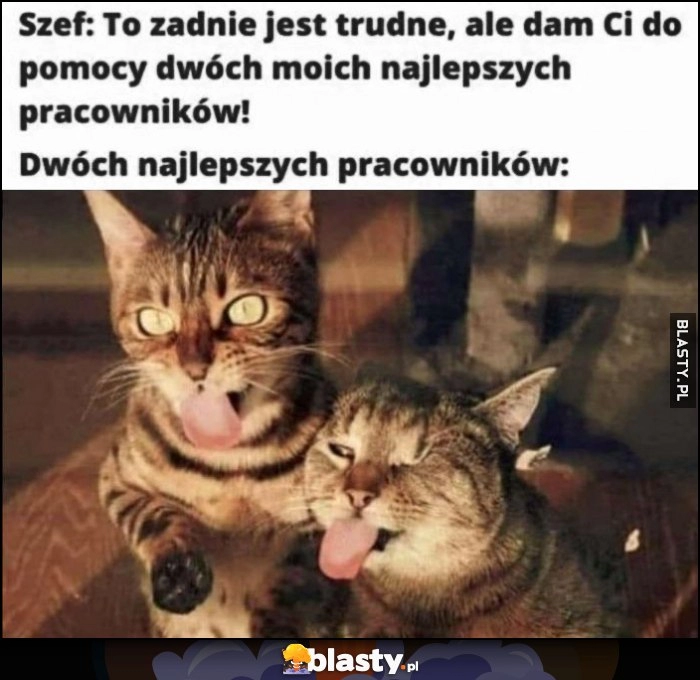 
    Szef: to zadanie jest trudne, dam ci do pomocy dwóch najlepszych pracowników upośledzone koty
