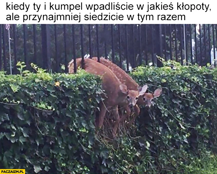 
    Kiedy Ty i kumpel wpadliście w jakieś kłopoty ale przynajmniej siedzicie w tym razem sarny