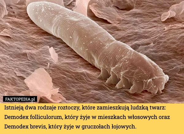 
    Istnieją dwa rodzaje roztoczy, które zamieszkują ludzką twarz: Demodex folliculorum,
