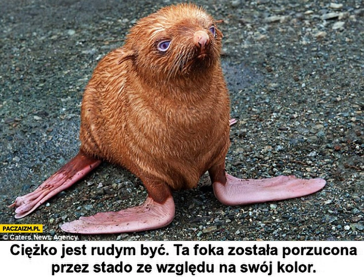Foka porzucona przez stado ze względu na rudy kolor