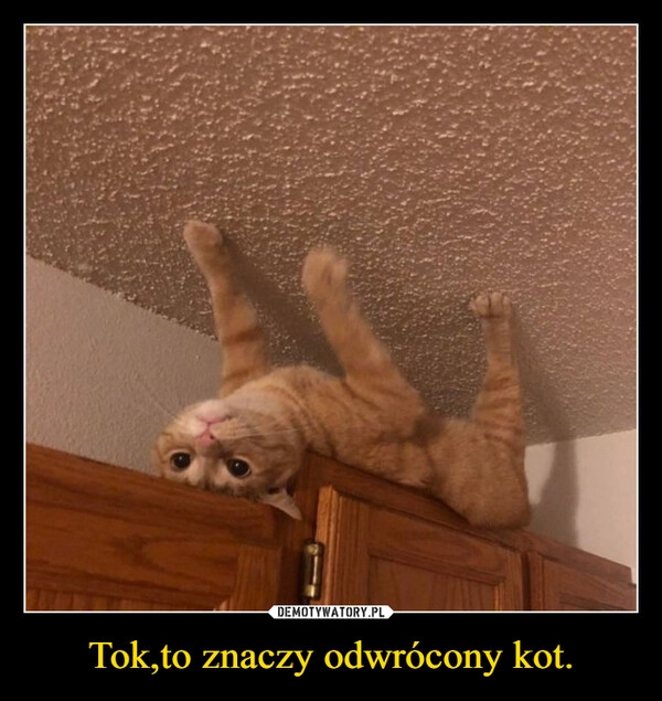 
    Tok,to znaczy odwrócony kot.