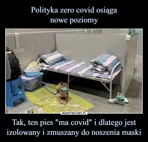 
    
Polityka zero covid osiąga
nowe poziomy Tak, ten pies "ma covid" i dlatego jest izolowany i zmuszany do noszenia maski 