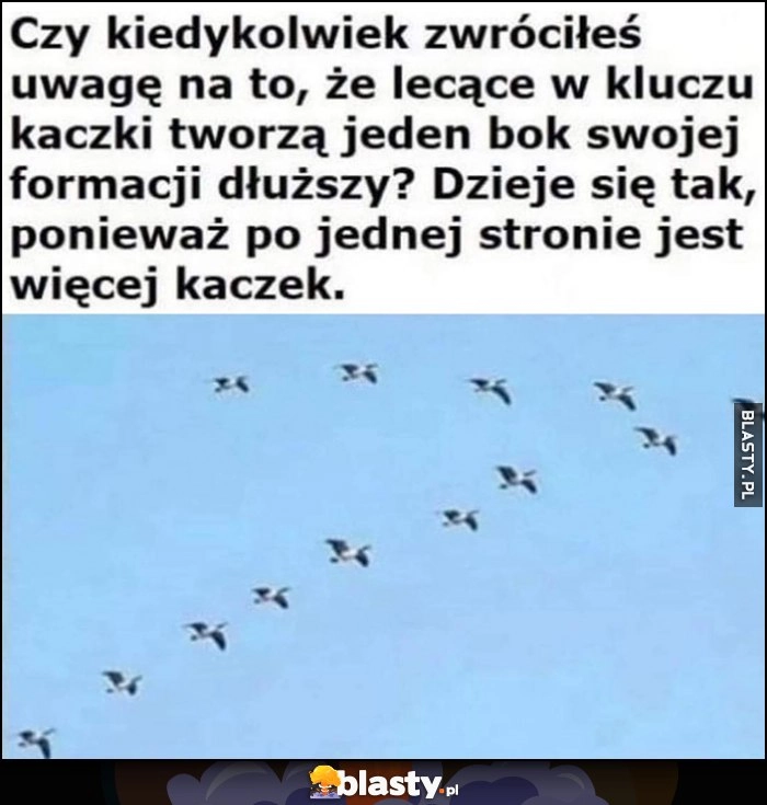 
    Czy kiedykolwiek zwróciłeś uwagę na to, że lecące w kluczu kaczki tworzą jeden bok dłuższy? Dzieje się tak, ponieważ po jednej stronie jest więcej kaczek