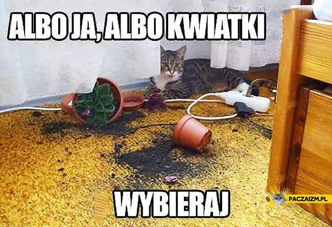 
    Albo ja albo kwiatki wybieraj