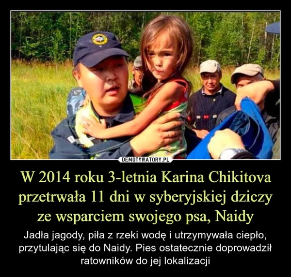 
    W 2014 roku 3-letnia Karina Chikitova przetrwała 11 dni w syberyjskiej dziczy ze wsparciem swojego psa, Naidy