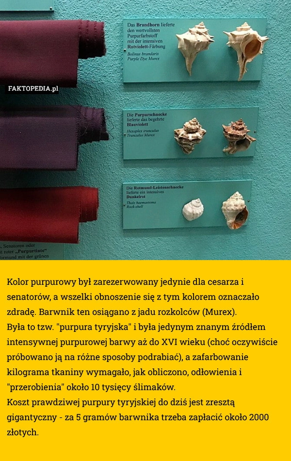 
    Kolor purpurowy był zarezerwowany jedynie dla cesarza i senatorów,