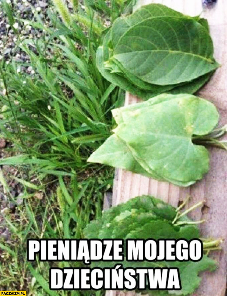 
    Pieniądze mojego dzieciństwa liście