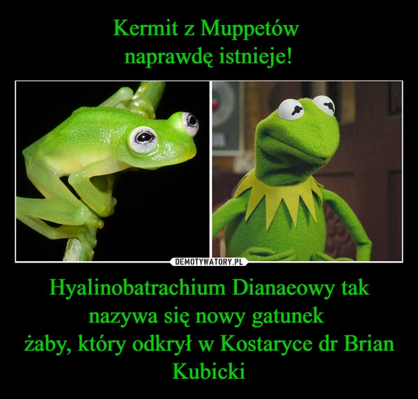 
    Kermit z Muppetów 
naprawdę istnieje! Hyalinobatrachium Dianaeowy tak nazywa się nowy gatunek 
żaby, który odkrył w Kostaryce dr Brian Kubicki