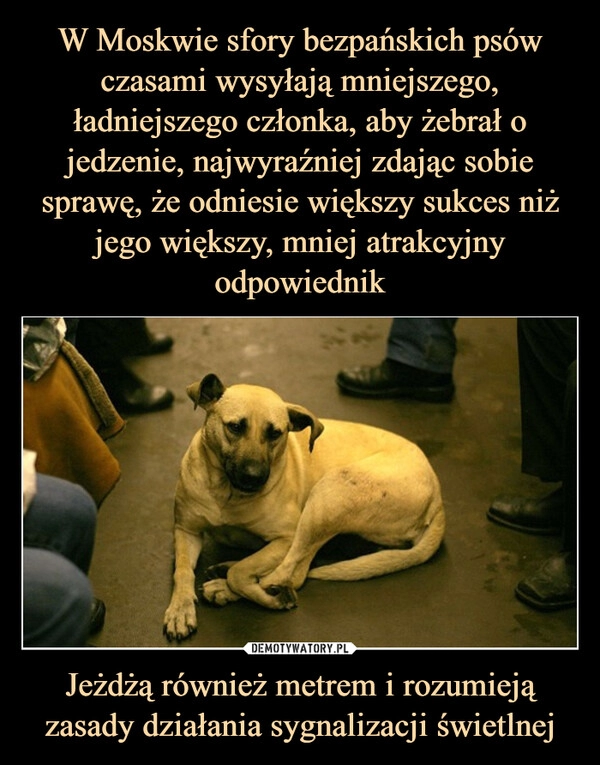 
    W Moskwie sfory bezpańskich psów czasami wysyłają mniejszego, ładniejszego członka, aby żebrał o jedzenie, najwyraźniej zdając sobie sprawę, że odniesie większy sukces niż jego większy, mniej atrakcyjny odpowiednik Jeżdżą również metrem i rozumieją zasady działania sygnalizacji świetlnej