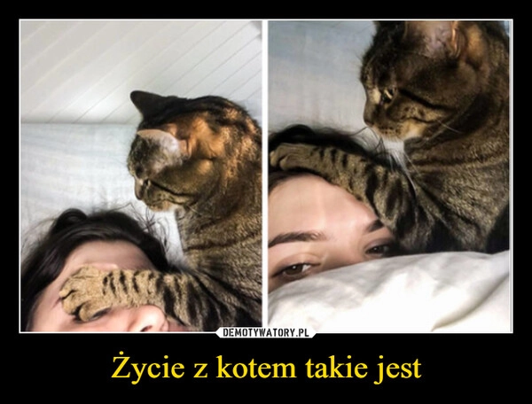 
    Życie z kotem takie jest