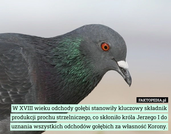 
    W XVIII wieku odchody gołębi stanowiły kluczowy składnik produkcji prochu