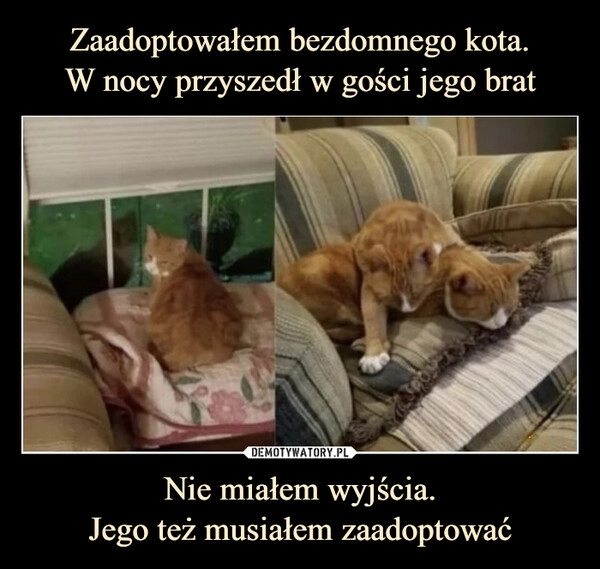 
    Zaadoptowałem bezdomnego kota.
W nocy przyszedł w gości jego brat Nie miałem wyjścia.
Jego też musiałem zaadoptować