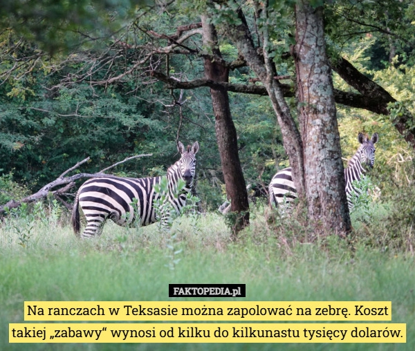 
    Na ranczach w Teksasie można zapolować na zebrę. Koszt takiej „zabawy“ wynosi