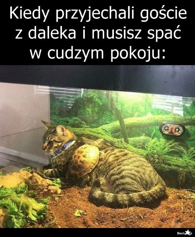 
    Chwilowa przeprowadzka 