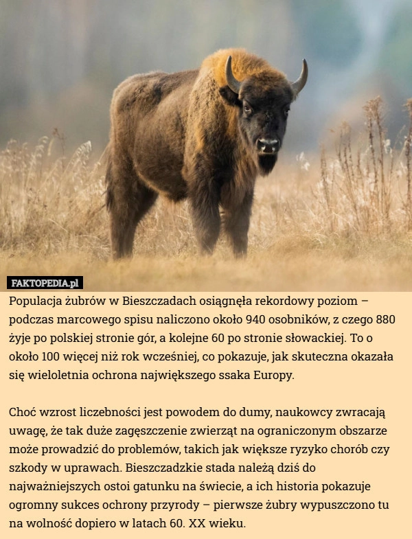 
    Populacja żubrów w Bieszczadach osiągnęła rekordowy poziom – podczas marcowego