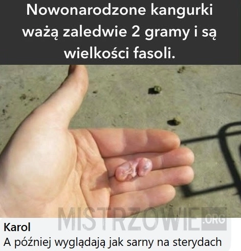 
    Kangurki