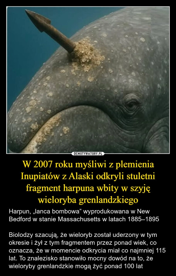 
    W 2007 roku myśliwi z plemienia Inupiatów z Alaski odkryli stuletni fragment harpuna wbity w szyję wieloryba grenlandzkiego