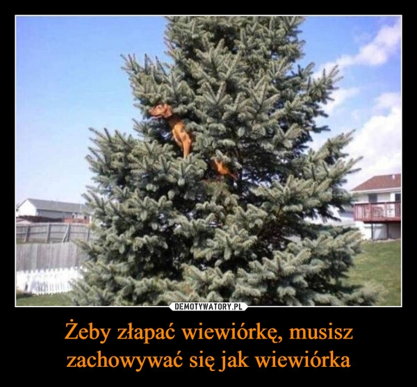 
    Żeby złapać wiewiórkę, musisz zachowywać się jak wiewiórka