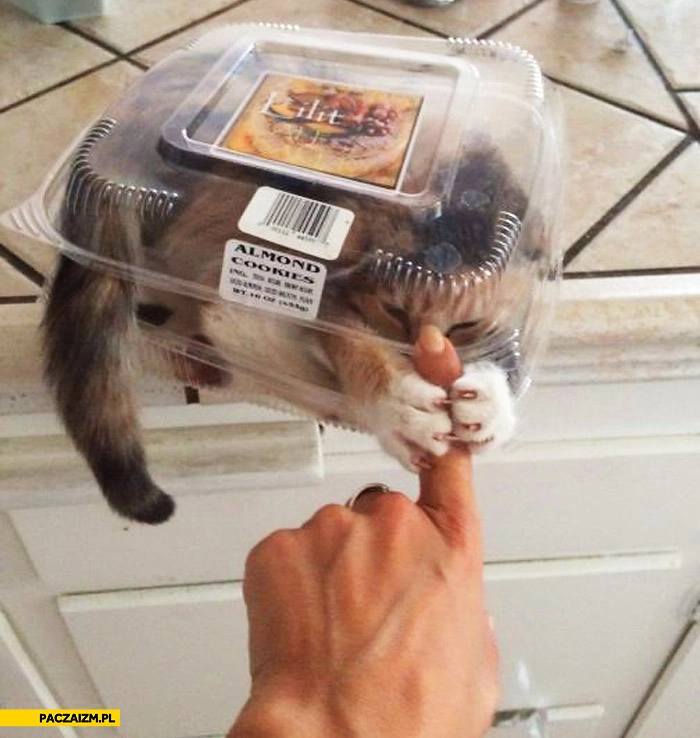 
    Kot złapał za palec