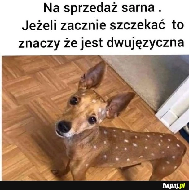 
    Sarna na sprzedaż
