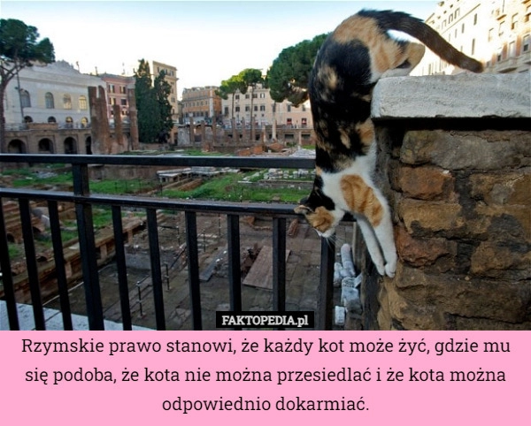 
    Rzymskie prawo stanowi, że każdy kot może żyć, gdzie mu się podoba, że kota