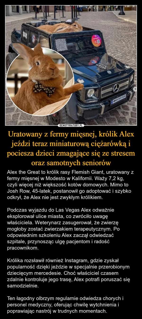 
    Uratowany z fermy mięsnej, królik Alex jeździ teraz miniaturową ciężarówką i pociesza dzieci zmagające się ze stresem oraz samotnych seniorów