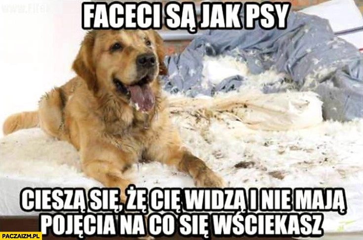 Faceci są jak psy cieszą się że Cię widzą i nie mają pojęcia na co się wściekasz