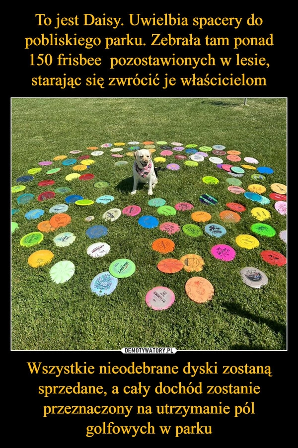 
    To jest Daisy. Uwielbia spacery do pobliskiego parku. Zebrała tam ponad 150 frisbee  pozostawionych w lesie, starając się zwrócić je właścicielom Wszystkie nieodebrane dyski zostaną sprzedane, a cały dochód zostanie przeznaczony na utrzymanie pól golfowych w parku