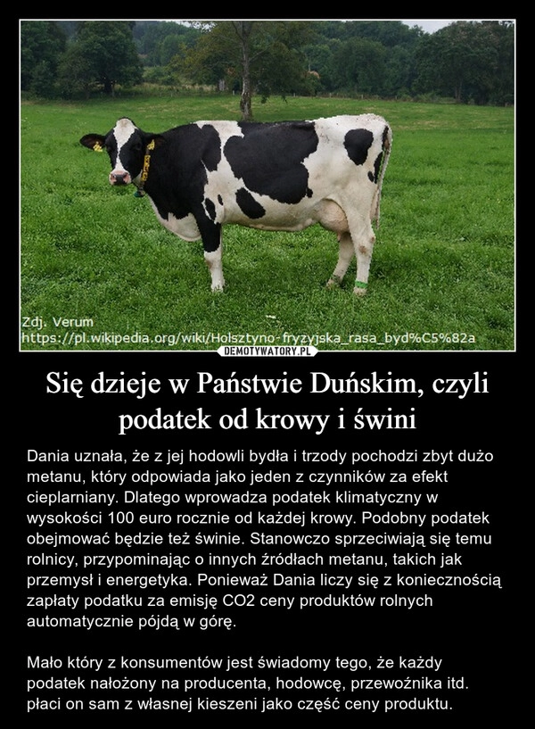 
    Się dzieje w Państwie Duńskim, czyli podatek od krowy i świni