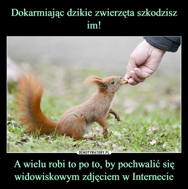 
    Dokarmiając dzikie zwierzęta szkodzisz im! A wielu robi to po to, by pochwalić się widowiskowym zdjęciem w Internecie