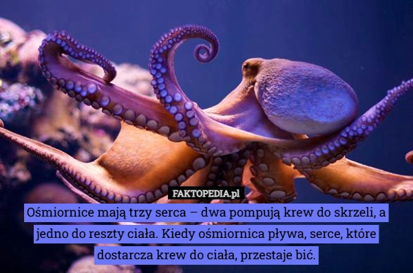 Ośmiornice mają trzy serca – dwa pompują krew do skrzeli, a jedno do reszty